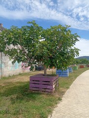 Fototapety na wymiar - Fototapeta24.pl