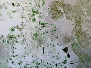 Aged wall with peeling white paint and green growth creates a textured surface, abstract