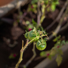 Green Tomatoes Growing on Plant with Yellowing Leaves in Sunlight