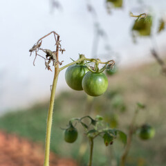 Green Tomatoes Growing on Plant with Yellowing Leaves in Sunlight