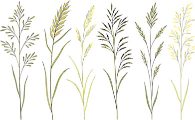 Obraz premium Watercolor botanical illustrations of twenty grasses and shrubs in muted tones, arranged in a clean grid on a white background