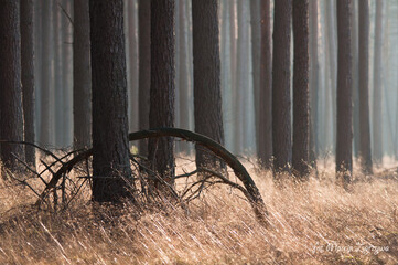 Forest © Marcin