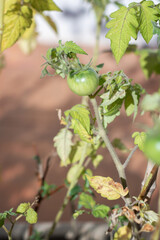 Green Tomatoes Growing on Plant with Yellowing Leaves in Sunlight