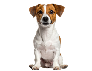  Cute Small Dog Sitting Upright, Looking Up with Perky Ears, Front Angle, Transparent PNG