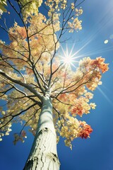 Towering autumn tree with radiant multicolored foliage and sunlight bursting through branches, captured from below with vibrant upward composition