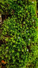 Fototapeta premium Close Up of Bright Green Moss with Water Droplets in Natural Environment