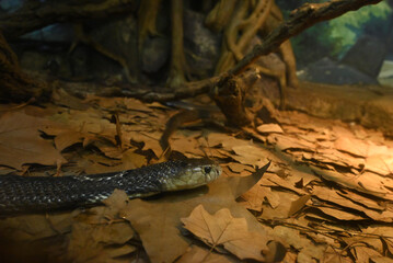 close view of naja snake's head on the ground in the zoo	