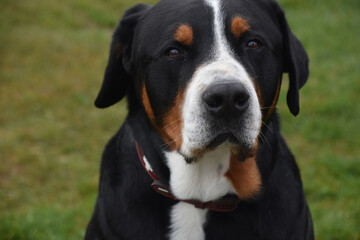 Fantastic Close Up of a Great Swiss Mountain Dog