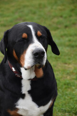 Great Swiss Mountain Dog with Closed Eyes