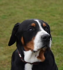 Large Great Swiss Mountain Dog Looking Up