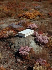 A rectangular white box rests atop a small, rocky mound amidst a diverse array of low-lying plants displaying autumnal hues. The scene is dry and seemingly desolate