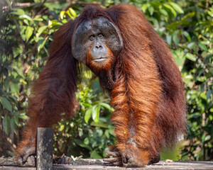 Orangutan MALE at the Tanjung Puting National Park, Borneo Islands, Jakarta, Indonesia