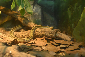 a sanke on the tree branch under yellow light