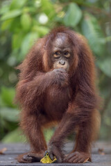 Orangutan aanjung Puting National Park, Borneo Islands, Jakarta, Indonesia