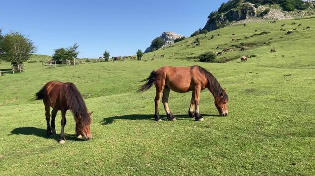 Horses in Gorbea Natural Park, Basque Country, Spain