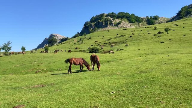 Horses in Gorbea Natural Park, Basque Country, Spain