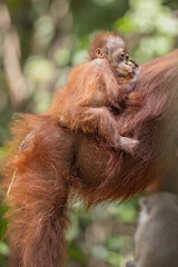 Orangutan at the Tanjung Puting National Park, Borneo Islands, Jakarta, Indonesia