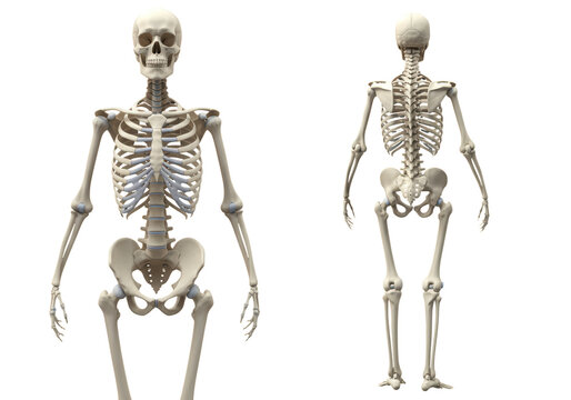 Isolated Human Skeleton Front and Back Illustration