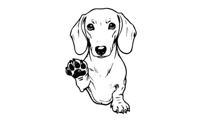 Black and white dachshund illustration with raised paw. Vector retro hand drawn illustration.