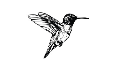 Fototapeta premium Detailed black and white hummingbird sketch in flight. Vector retro hand drawn illustration.