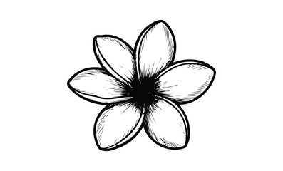 Black and white plumeria flower sketch with detailed petals. Vector retro hand drawn illustration.