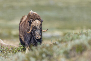 Wół piżmowy, Piżmowół arktyczny, Musk ox, Ovibos moschatus