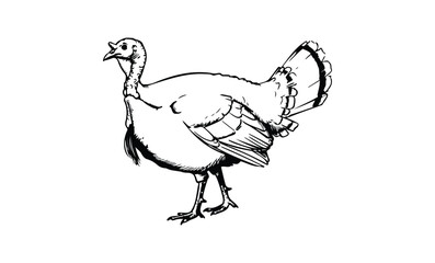 Fototapeta premium Detailed black and white illustration of a turkey on a white background. Vector retro hand drawn illustration.