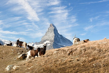 Goats graze near Stellisee lake with iconic Matterhorn towering in background. Peaceful alpine...