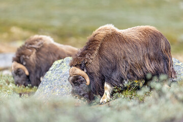 Wół piżmowy, Piżmowół arktyczny, Musk ox, Ovibos moschatus