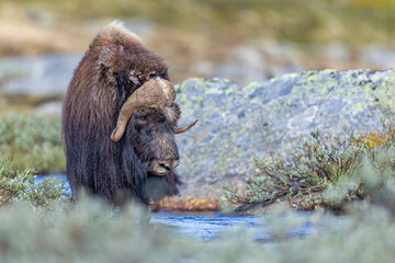 Wół piżmowy, Piżmowół arktyczny, Musk ox, Ovibos moschatus © Michal Przystas