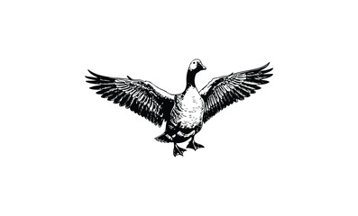 Fototapeta premium Black and white illustration of goose with outstretched wings. Vector retro hand drawn illustration.