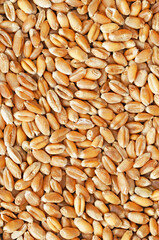 Wheat Kernels Close Up