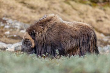Wół piżmowy, Piżmowół arktyczny, Musk ox, Ovibos moschatus © Michal Przystas