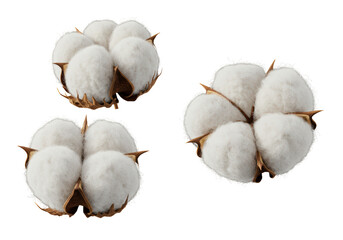 Isolated Three White Cotton Flower Bolls on White Background