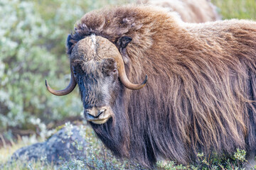 Wół piżmowy, Piżmowół arktyczny, Musk ox, Ovibos moschatus © Michal Przystas