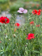 Red and Pink Poppies in Bloom in a Wildflower Garden