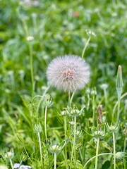 Dandelion Seed Head in Lush Green Meadow
