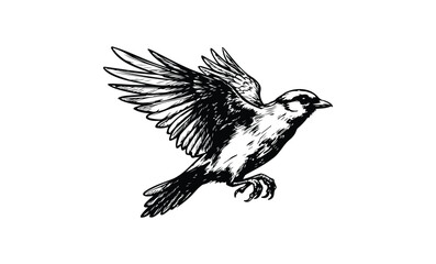 Detailed black and white illustration of a sparrow in flight with outstretched wings. Vector retro hand drawn illustration.