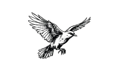 Fototapeta premium Detailed black and white drawing of a sparrow in flight with outstretched wings. Vector retro hand drawn illustration.
