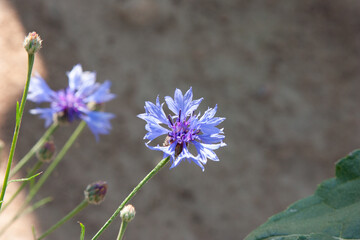 Beautiful, vibrant blue cornflowers (Centaurea cyanus) against white background. Plenty of copy space, summer concept. Minimalist floral close-up capturing delicate wildflower beauty in nature.
