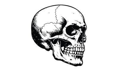 Detailed black and white human skull illustration on white background. Vector retro hand drawn illustration.