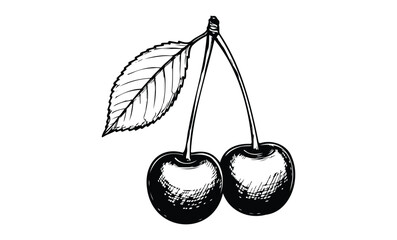 Detailed black and white cherry illustration with leaves. Vector retro hand drawn illustration.