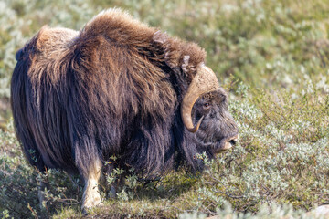 Wół piżmowy, Piżmowół arktyczny, Musk ox, Ovibos moschatus,  © Michal Przystas