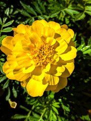 Close-up of a vibrant yellow flower in full bloom, captured in strong natural sunlight with leafy green foliage in the background : Perfect for botanical visuals, floral design and gardening