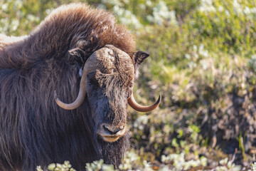 Wół piżmowy, Piżmowół arktyczny, Musk ox, Ovibos moschatus,  © Michal Przystas