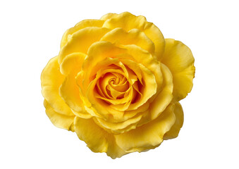 Close-up view of a vibrant yellow rose in full bloom, isolated