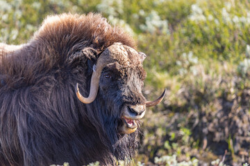 Wół piżmowy, Piżmowół arktyczny, Musk ox, Ovibos moschatus,  © Michal Przystas