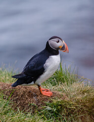Majestic puffin perched on the edge of a cliff in Iceland during a serene summer morning