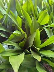 Obraz premium group of cast iron plant leaves