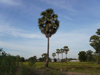 Tall palm tree stands in lush green field under clear blue sky, surrounded by smaller trees and vegetation, creating serene and peaceful landscape